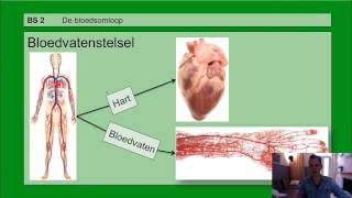 VMBO HAVO 2  Bloedsomloop  Basisstof 2 De bloedsomloop [upl. by Iuqcaj]