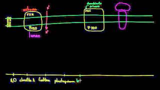 Fotosíntesis reacciones luminosas y fotofosforilación  Biología  Khan Academy en Español [upl. by Aushoj]