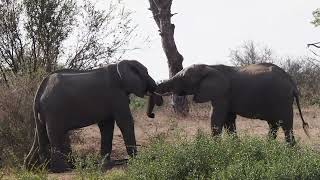 Elephants At Motswari prived game reserve [upl. by Blinni]