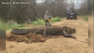 Massive gator found in Southwest Ga [upl. by Harmaning]