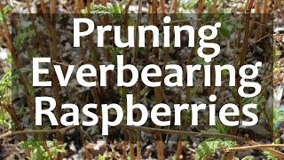 Pruning Everbearing Raspberries [upl. by Cordula700]