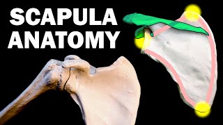 SCAPULA ANATOMY [upl. by Amara]