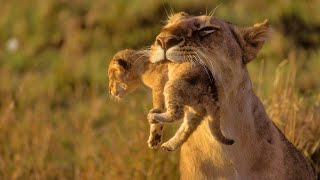 Animals of Africa  HD Documentary  David Attenborough [upl. by Oys]