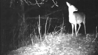 Barking Roe Deer [upl. by Onitnelav]