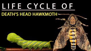 LIFE CYCLE OF DEATHS HEAD HAWK MOTH 🦋  Acherontia styx [upl. by Jessie]