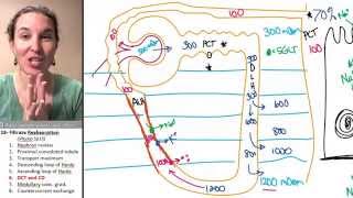 Reabsorption 6 Distal convoluted tubule amp collecting duct [upl. by Gratiana]