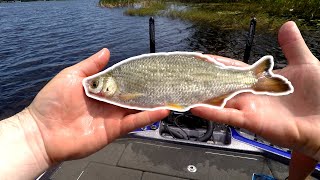 Fishing with GIANT Shiners for BIG FLORIDA BASS  Shiner Fishing for Bass [upl. by Ecnaled]