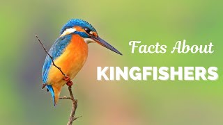 Facts About Kingfishers [upl. by Adnirim]