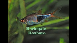 Harlequin rasbora  Trigonostigma heteromorpha  Species Profile [upl. by Eelasor]