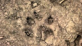 Animal Tracks In Mud Dog Wolf Cougar Please Help To Identify [upl. by Xuaegram875]