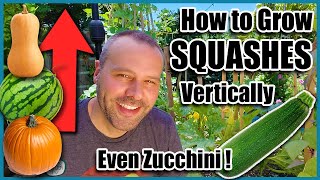 How to Grow Squash VerticallyEVEN ZUCCHINI Small Space Gardening [upl. by Reamy]