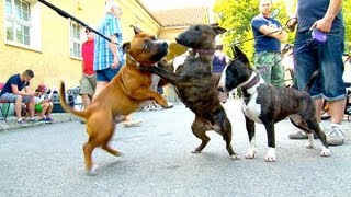 Staffordshire Bullterrier GBF Clubschau 2013 Part 1 Males [upl. by Nicola229]