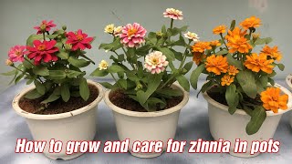 How to grow and care for zinnia in pots [upl. by Savadove]