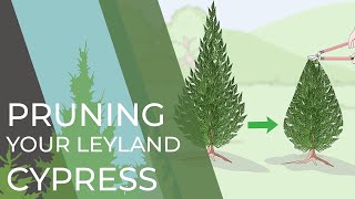 4 Things You Didnt Know About Your Leyland Cypress [upl. by Oratnek]