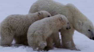 The Inuit Way of Life [upl. by Aholla]