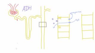 How does Antidiuretic Hormone ADH work [upl. by Katharina]