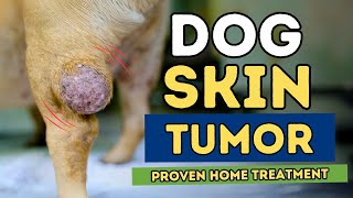 Discover the Top 5 Home Remedies for Skin Tumors in Dogs and Cats [upl. by Yahsal138]