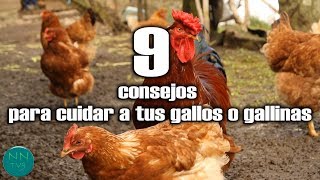 9 Consejos para cuidar a tus gallos o gallinas [upl. by Nanete]