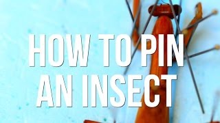 How to Pin an Insect [upl. by Apps324]