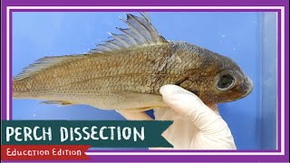 Perch Bony Fish Dissection  Teach A Man To Fish EDU [upl. by Neelrahc]