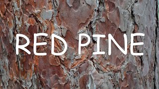 How to identify red pine Pinus resinosa  TREE ID 3 [upl. by Lingwood937]