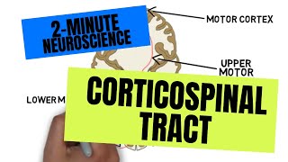 2Minute Neuroscience Corticospinal Tract [upl. by Cocks776]