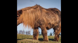 Cushings PPID and Metabolic Syndrome in Horses [upl. by Louls]