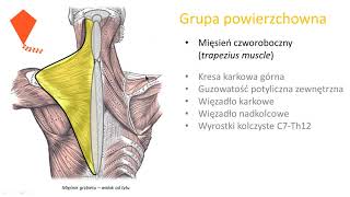 Mięśnie grzbietu wstęp [upl. by Eicnahc]