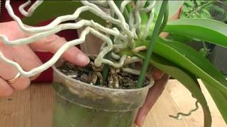 How to Grow Orchids [upl. by Anim]