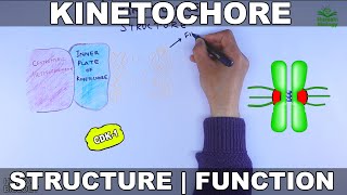 Kinetochore  Structure and Function [upl. by Edsel]