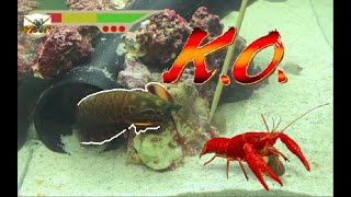 Giant Mantis Shrimp VS Invasive Red Lobster  Catch amp Feed [upl. by Adonis]