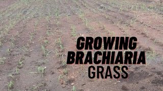 Transplanting Brachiaria Grass [upl. by Malvie]