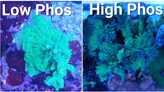 How To Reduce Phosphate in A Reef Tank [upl. by Eneles]