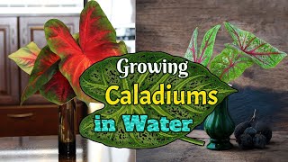 Growing Caladiums in Water [upl. by Lunsford]