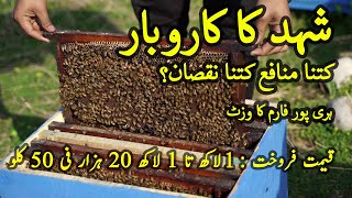 Honey Bee Farming In Pakistan  How to Do Bee Farming Business in Pakistan A Success Story [upl. by Falo]