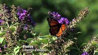 Butterflies Camouflage and Mimicry [upl. by Alidia]