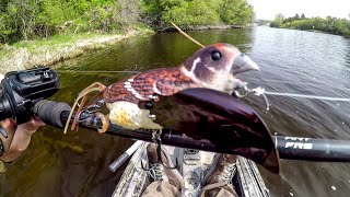 Fishing A Bird Lure For River MONSTERS [upl. by Somerset]