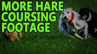 Hare Coursing More Footage  Working Lurchers [upl. by Nelag]