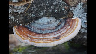 Fomitopsis pinicola [upl. by Eelirak]