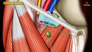 ANATOMY OF FEMORAL TRIANGLE  FEMORAL CANAL  FEMORAL SHEATH Animation [upl. by Kumar157]