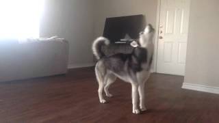 My Husky Sequoia Howling while Home Alone [upl. by Onaicul]