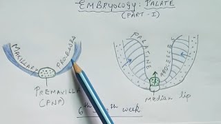 Embryology of palate  Part 1 [upl. by Bunnie287]