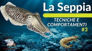 LA SEPPIA TECNICHE di PESCAABITUDINI e HABITAT 3 [upl. by Eihtur78]