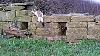 Stoat vs Weasel  Discover Wildlife  Robert E Fuller [upl. by Festa887]