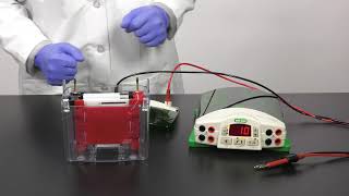 Quick Tips How to Setup a Mini TransBlot Cell for Western Blot Transfer [upl. by Inah]