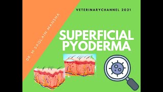 Veterinary Dermatology The Diagnosis And Treatment Of Superficial Pyoderma In Dogs And Cats [upl. by Haile]