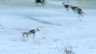 Wolf hunts caribou  Natures Epic Journeys Episode 2 Preview  BBC [upl. by Eilyak]