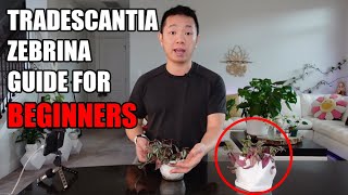 Tradescantia Zebrina House Plant Guide for Beginners [upl. by Kerby868]