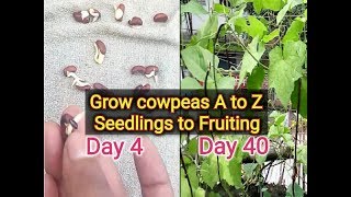 how to grow Cowpea how to germinate Cowpea seed [upl. by Lokkin1]