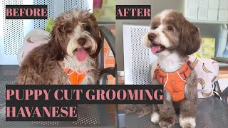 Grooming Coco The Cute Havanese  Puppy Cut Style  Bunny TV [upl. by Atiker]